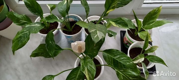 Спатифиллум детки