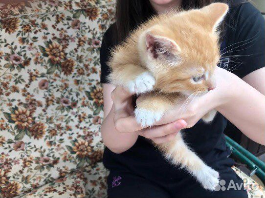 Котик Рыжик