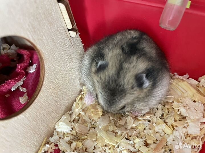 Джунгарский хомяк мальчик