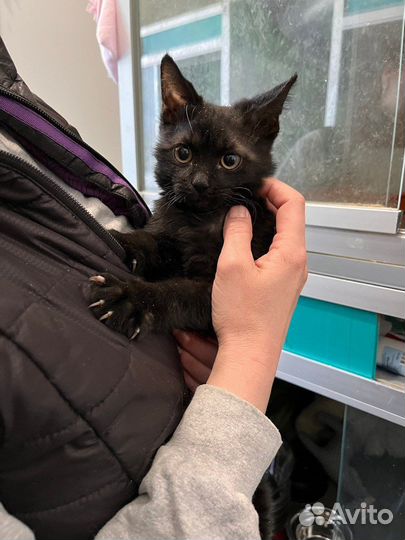 Маленький котенок бесплатно из приюта