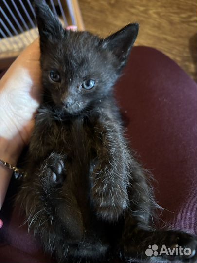Котенок в добрые руки