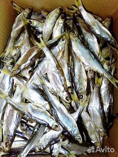 Продам шеклею