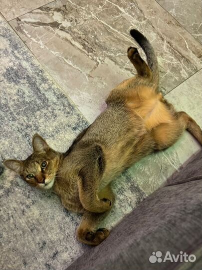 Котенок Чаузи ф2