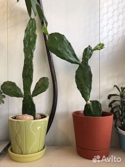 Гастерия, крассула кучерявая