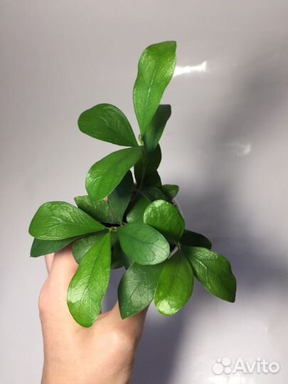 Фикусы разных сортов