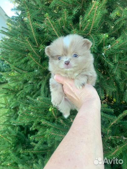 Щенки померанского шпица медвежьего типа