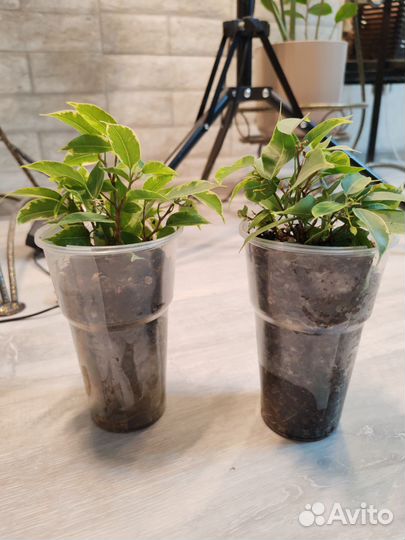 Фикус кинки