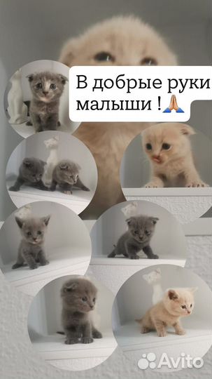 Котята
