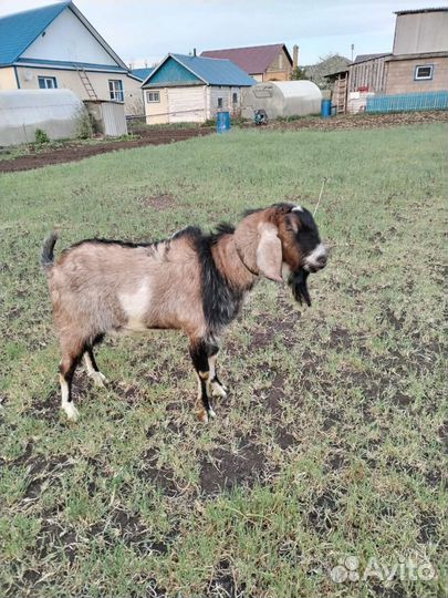 Услуги козла