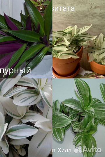 Традесканция