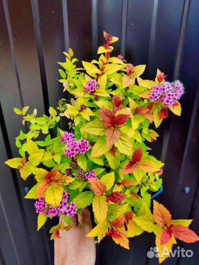 Спирея Мэджик Карпет