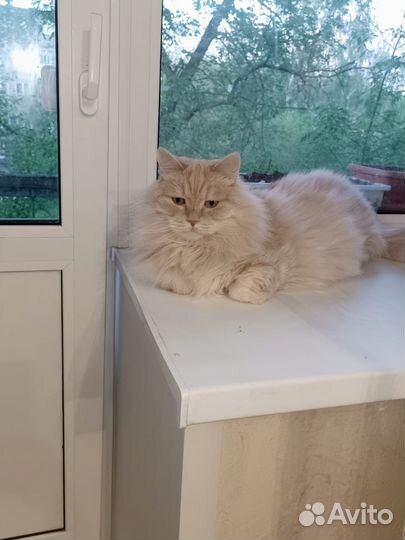 Отдам бесплатно