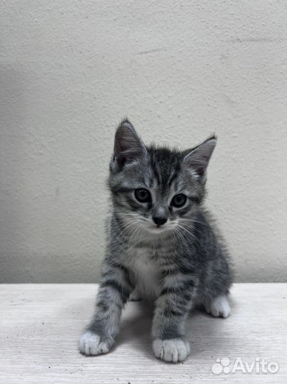 Котята в добрые руки бесплатно