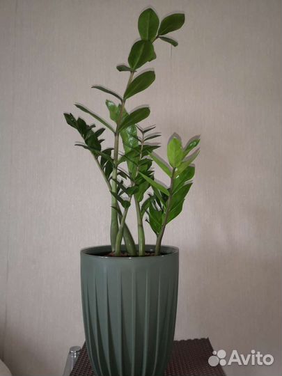 Замиокулькас