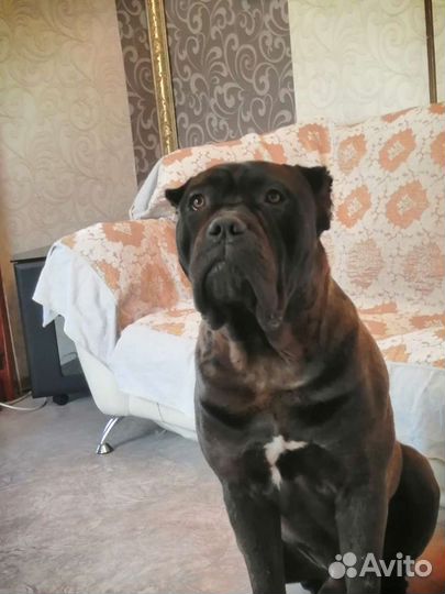 Кане Корсо вязка