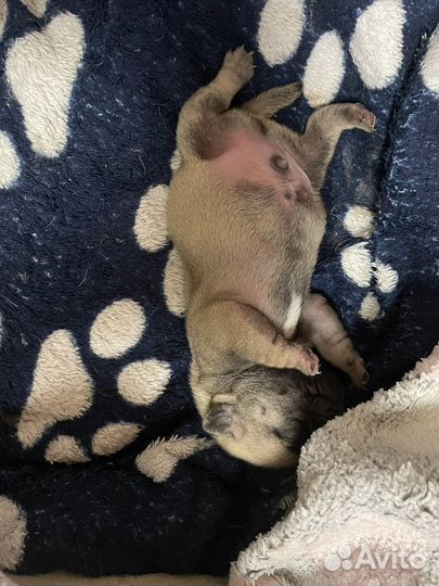 Щенки мопса