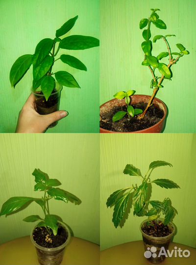 Сенполии, сингониумы, склерохитон, и другие