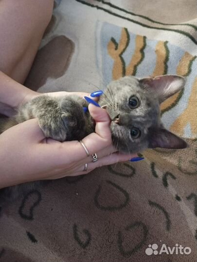 Кошка метис