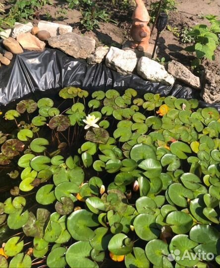 Растения для пруда