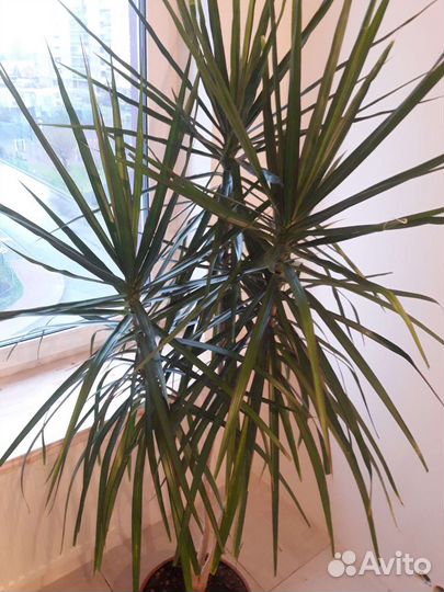 Пальма драцена 180 см