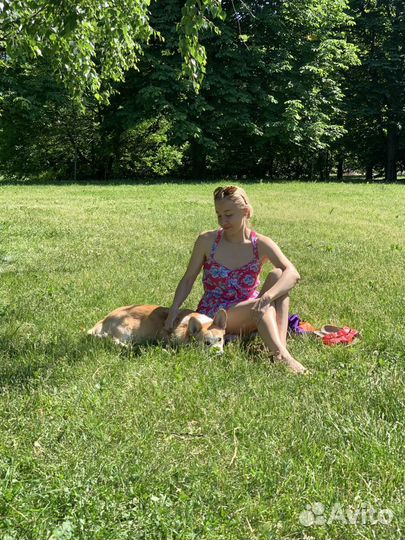 Передержка собак Москва, зоотакси