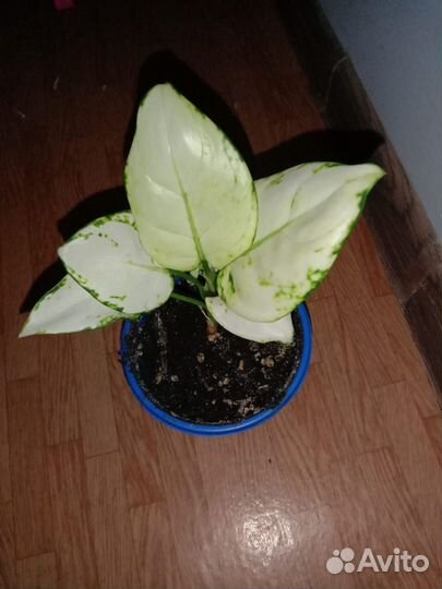 Аглонема супер Вайт