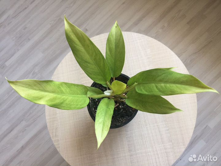 Цветы Тайские