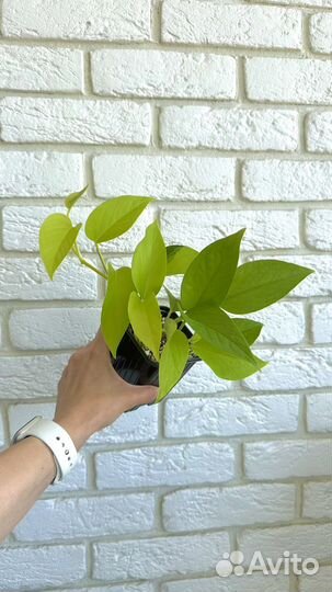 Эпипремнум неон