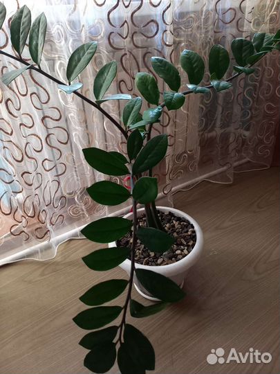 Замиокулькас