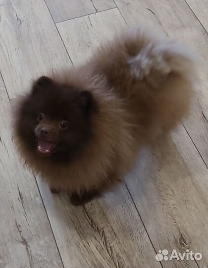 Девочка красотка