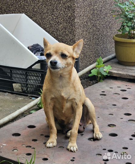 Той-терьер девочка