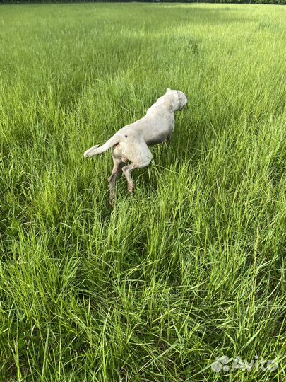 Аргентинский дог вязка