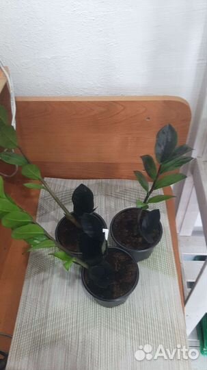 Замиокулькас зензи