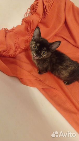 Котенок черепашковой расцветки 2,5 мес