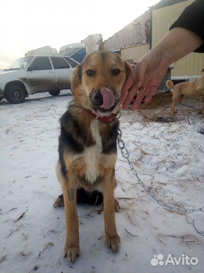 Собака в добрые руки