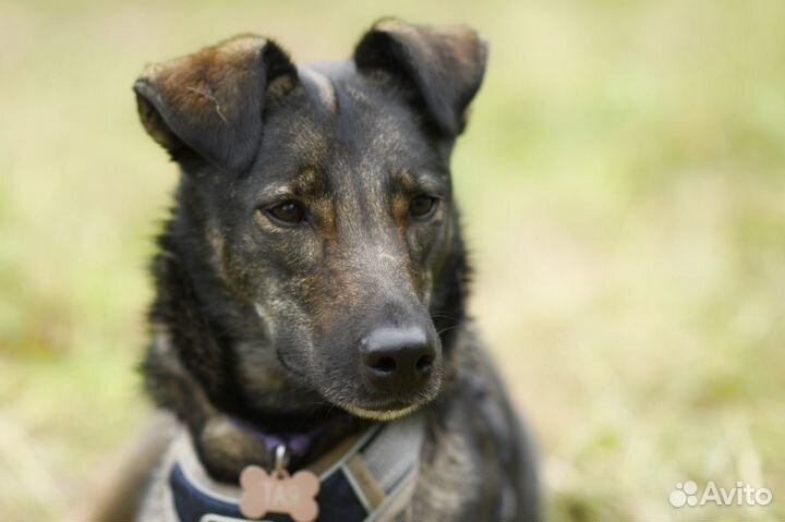 тай тай собака. собака тая. тай тай собака. собака тая. собака актай.