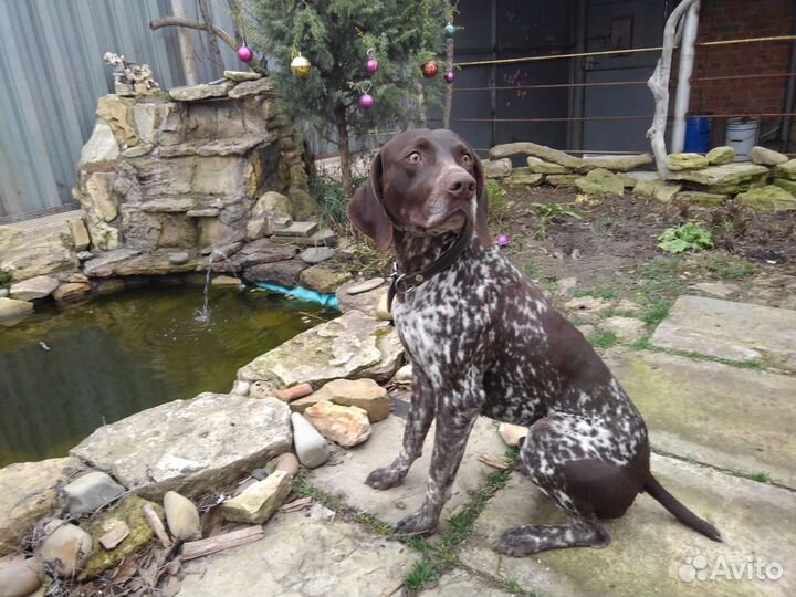 Курцхаар кобель вязка