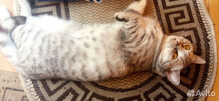 Британская короткошерстная кошка