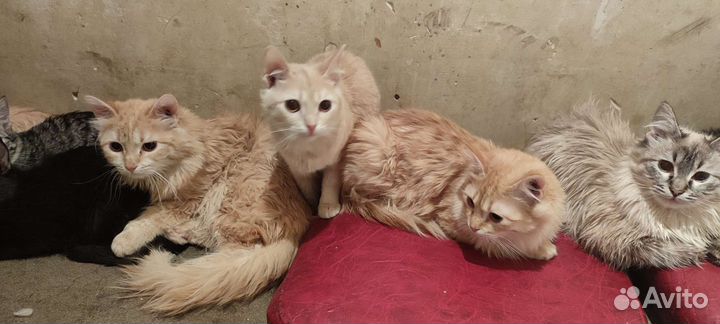 SOS кошки в беде