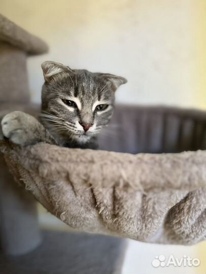 Кошечка