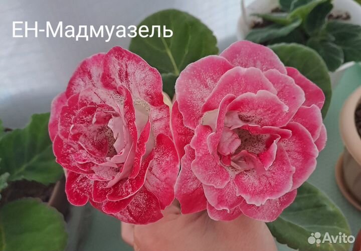 Укорененные листы Глоксинии
