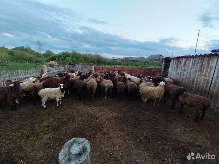 Овцы бараны