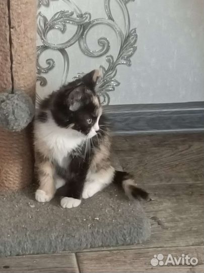 Кошка