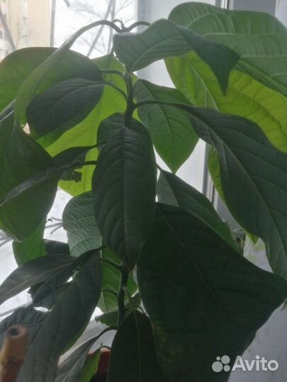 Авокадо дерево