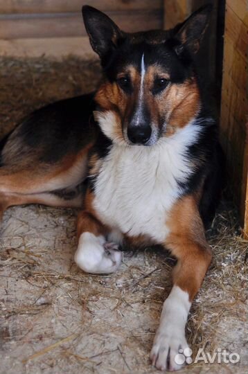 Красивый пёс из приюта ищет дом