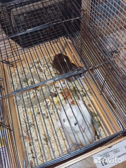 Крысы-Дамбо