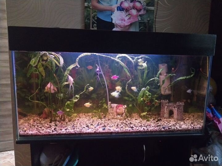 Аквариум
