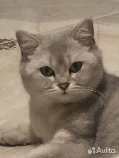 Британская кошка и кот