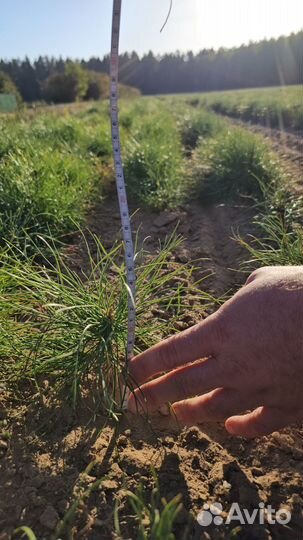 Саженцы ели европейской окс