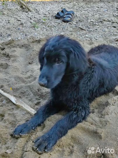 Прямошерстный ретривер